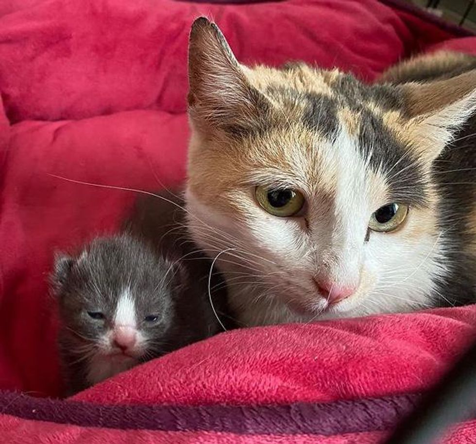 tiny kitten, calico cat,