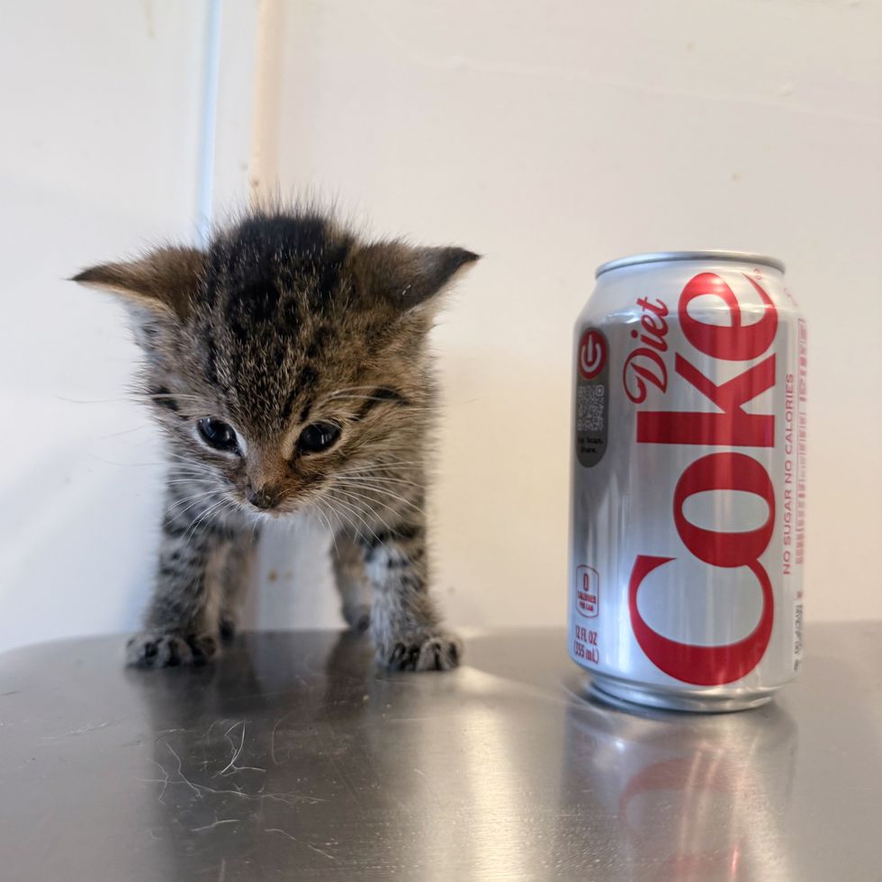 tiny kitten can drink