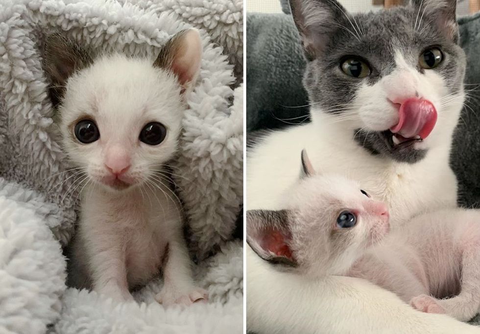 tiny kitten, cuddles, cat