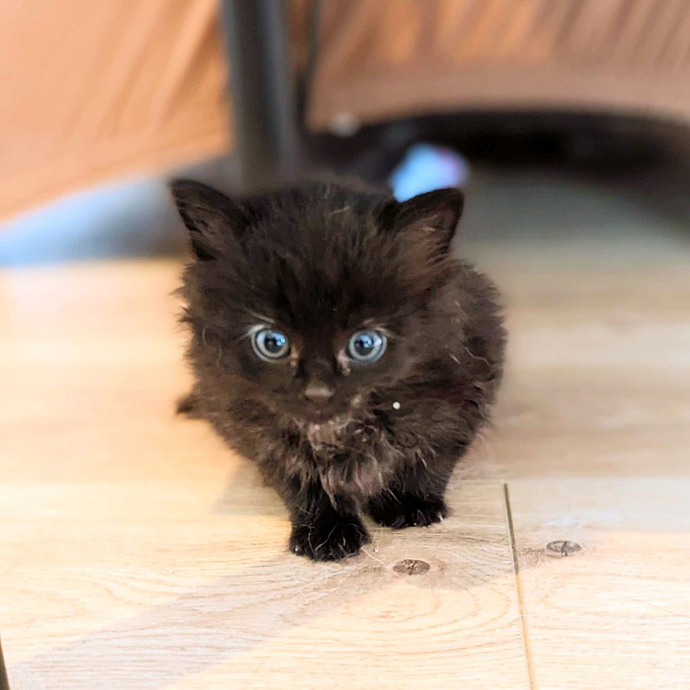 tiny kitten exploring