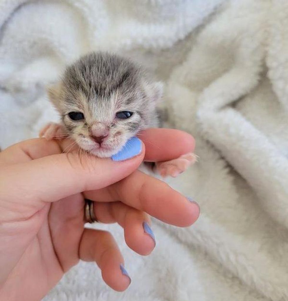 tiny kitten eyes open