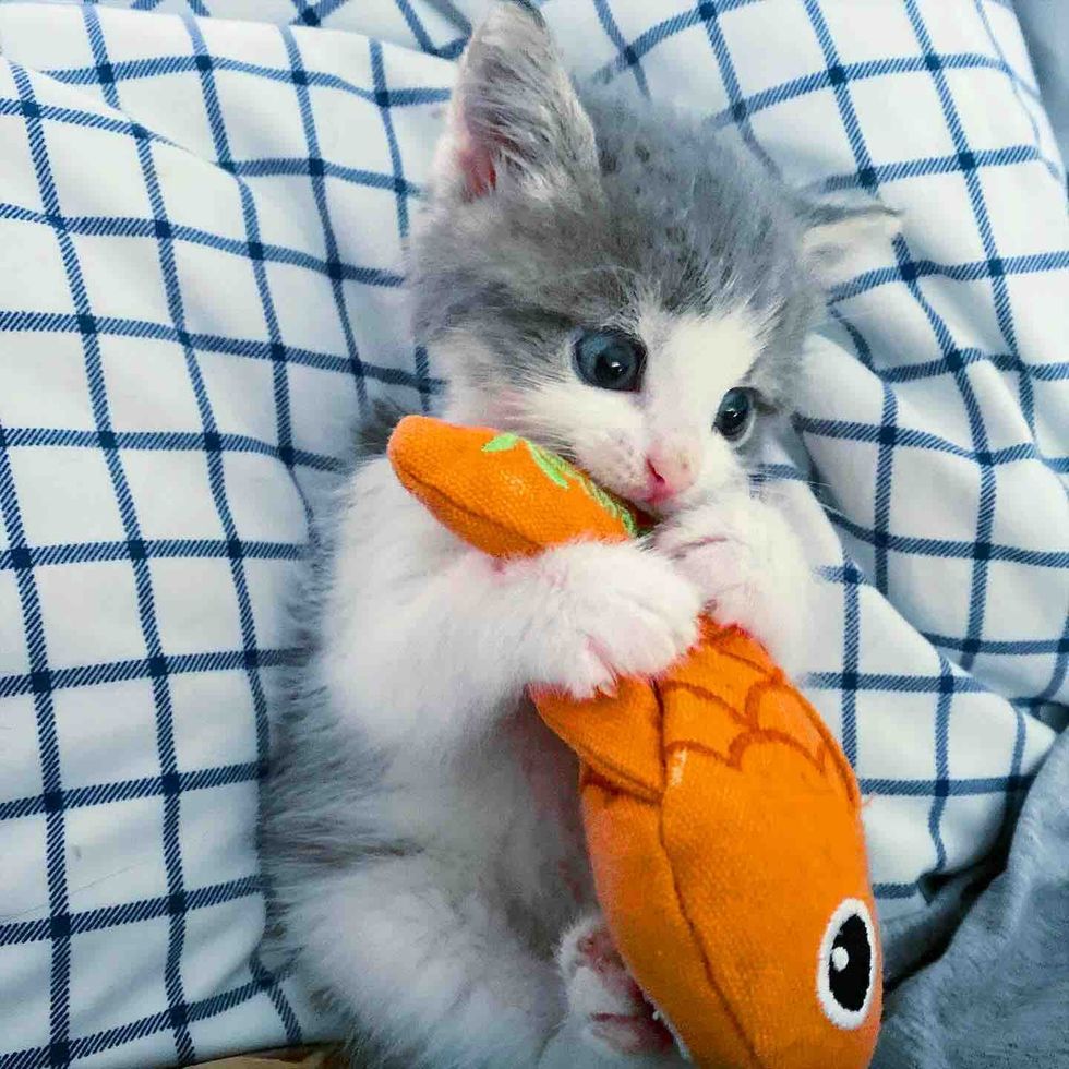tiny kitten fish toy