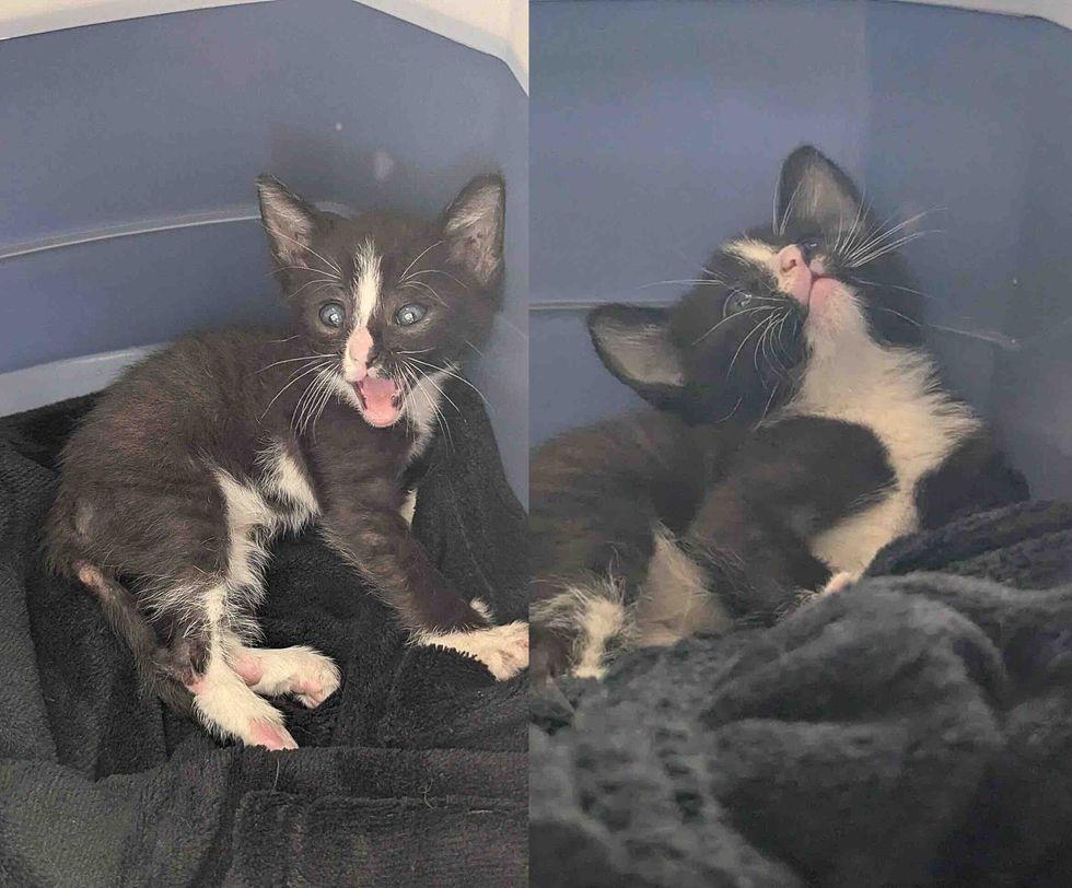 tiny kitten hurt in crate and realizing its safe; side by side photps