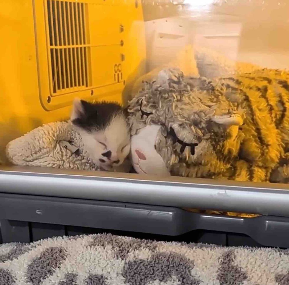 tiny kitten incubator plush