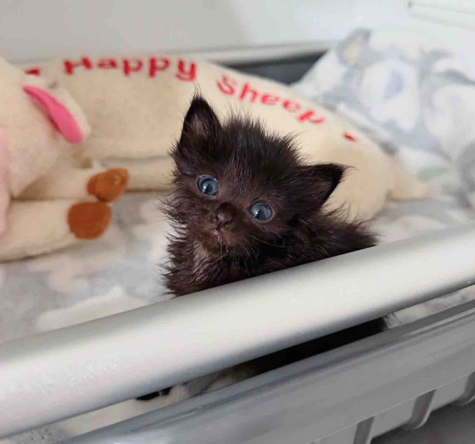 tiny kitten incubator