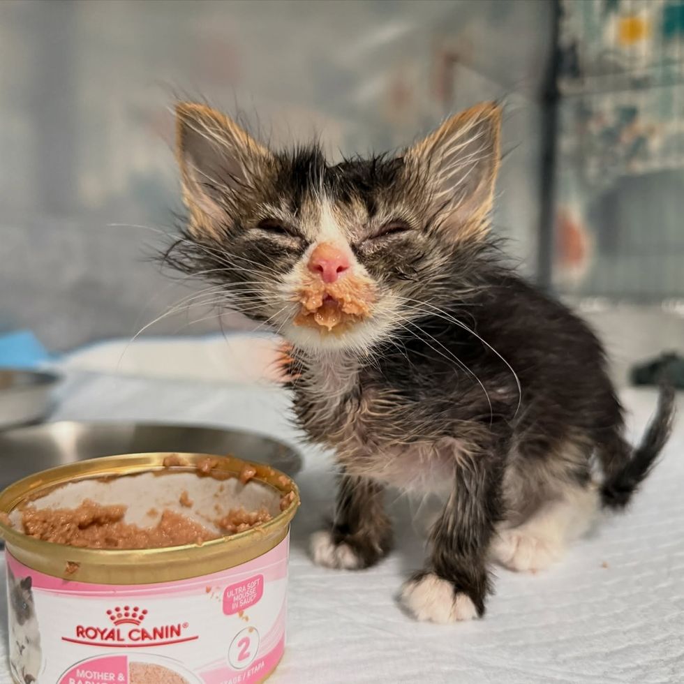 tiny kitten learns eat