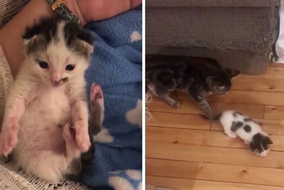 tiny kitten, learns to walk