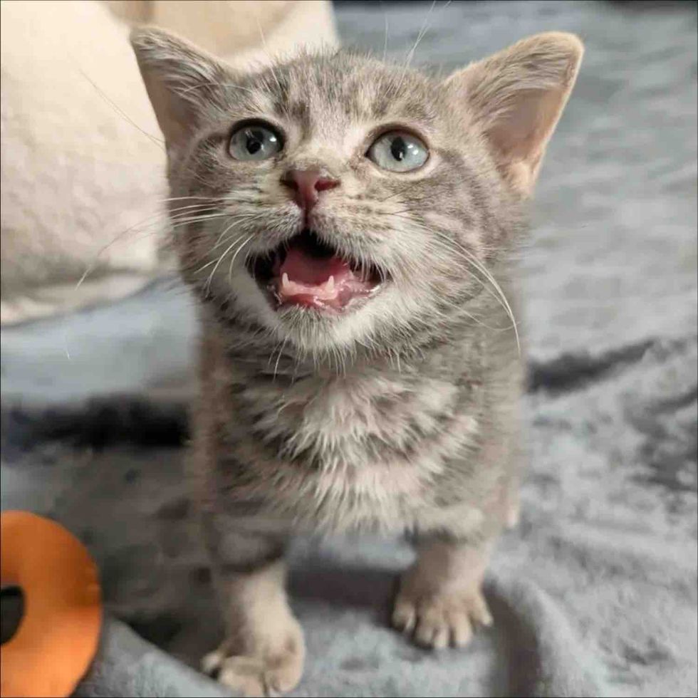 tiny kitten meow