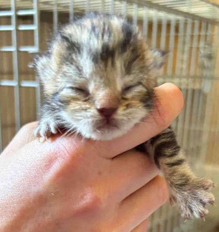 tiny kitten newborn