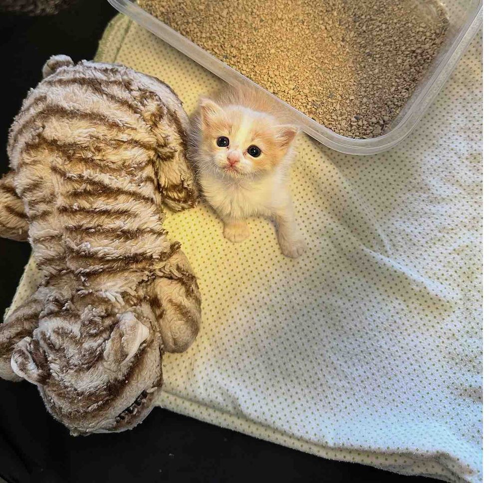 tiny kitten plush cat