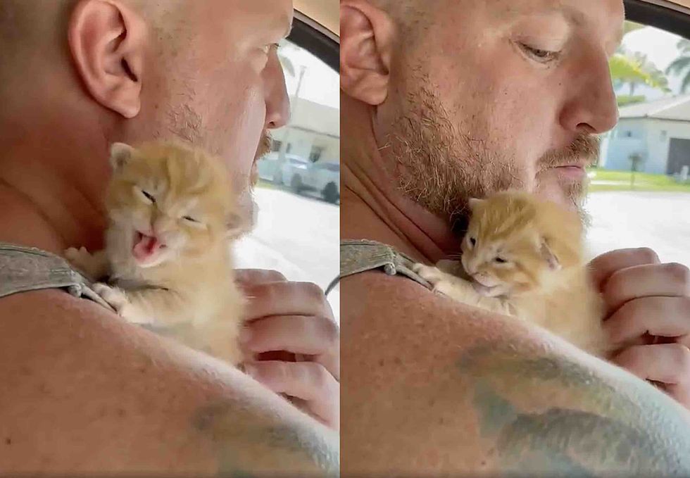 tiny kitten shoulder crying