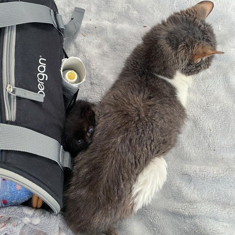 tiny kitten snuggles senior cat