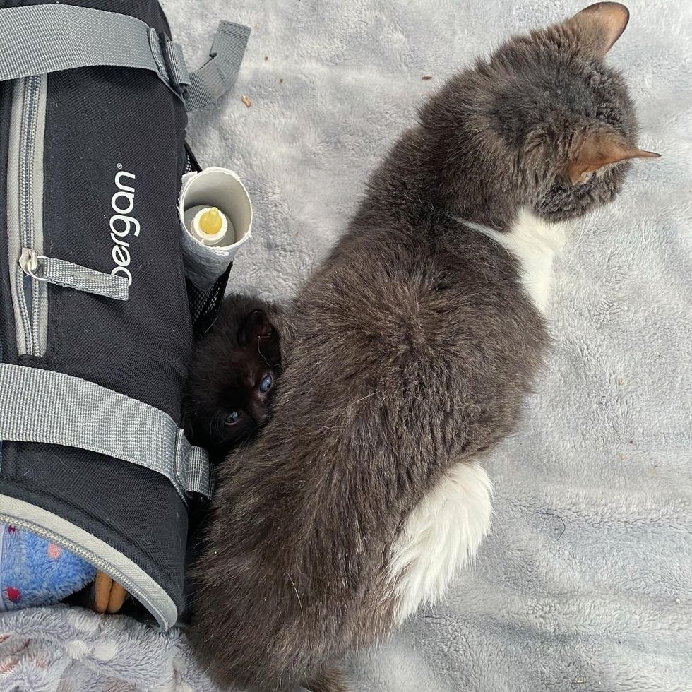 tiny kitten snuggles senior cat