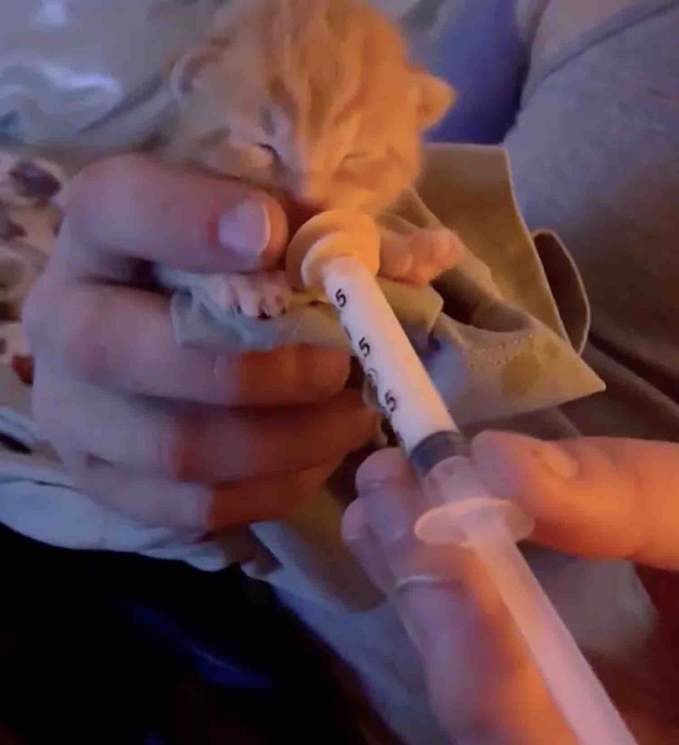 tiny kitten syringe feeding