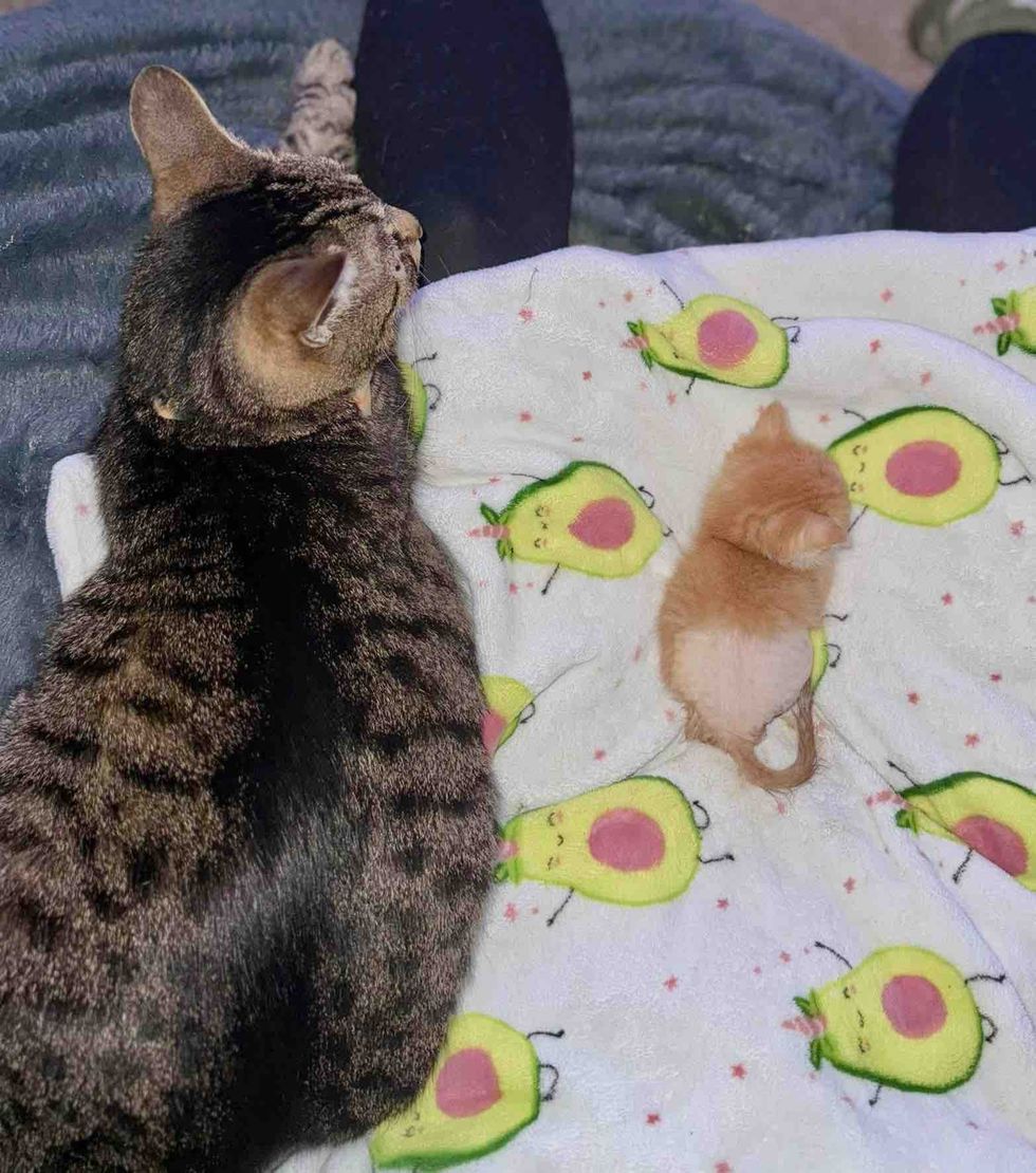 tiny kitten tabby cat