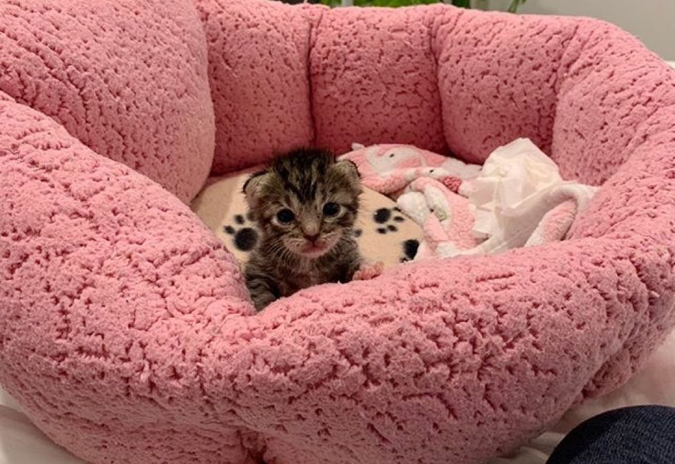 tiny kitten, tabby, cute cat