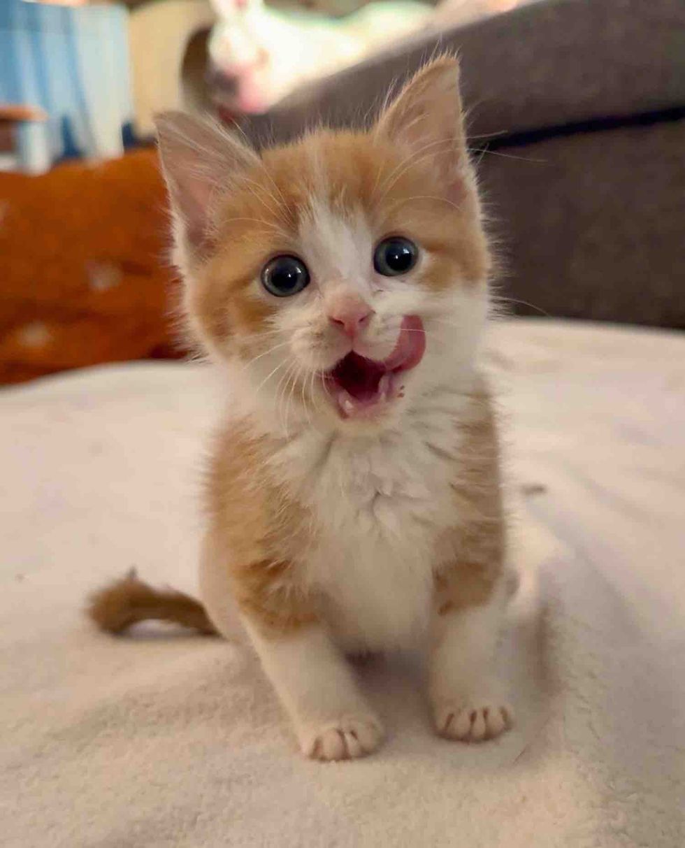 tiny kitten tongue