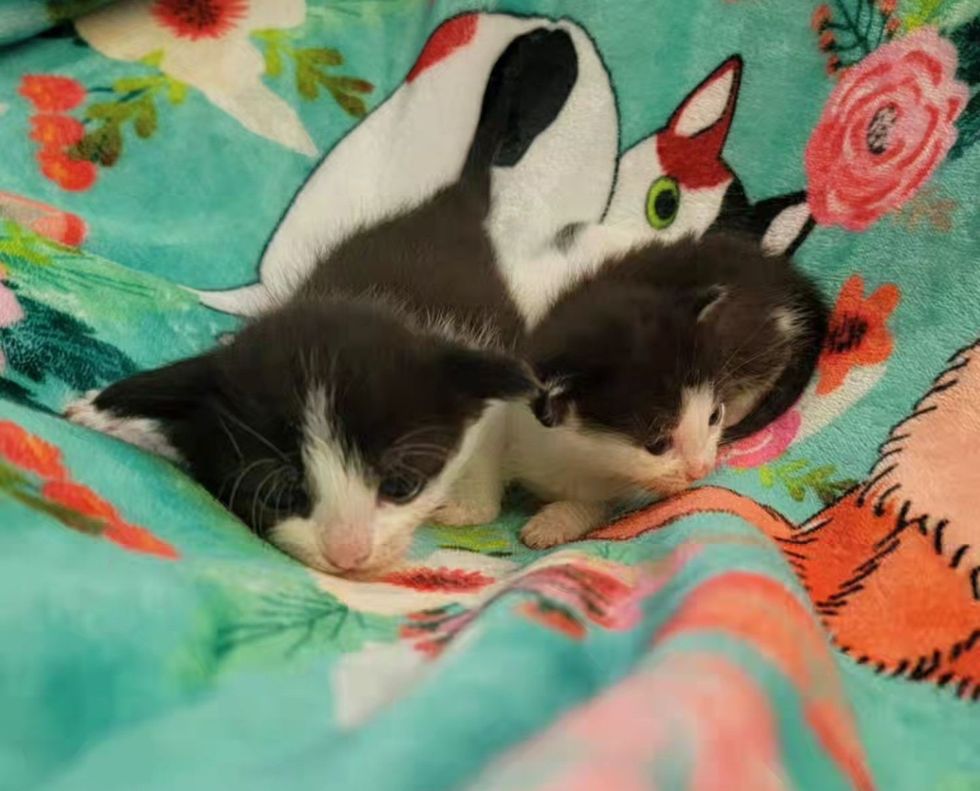 tiny kitten tuxedos