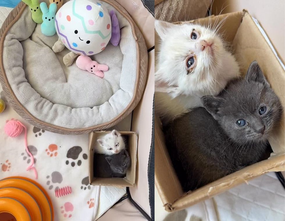 tiny kittens box