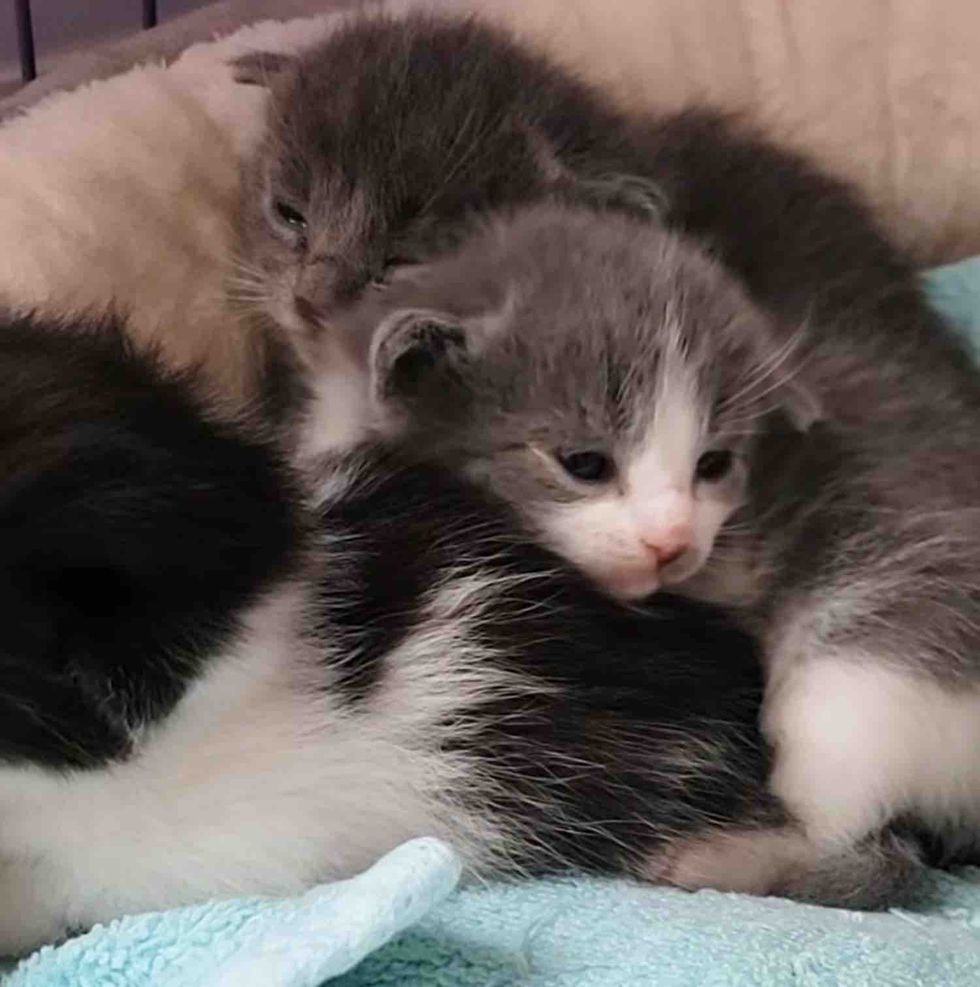 tiny kittens eyes open