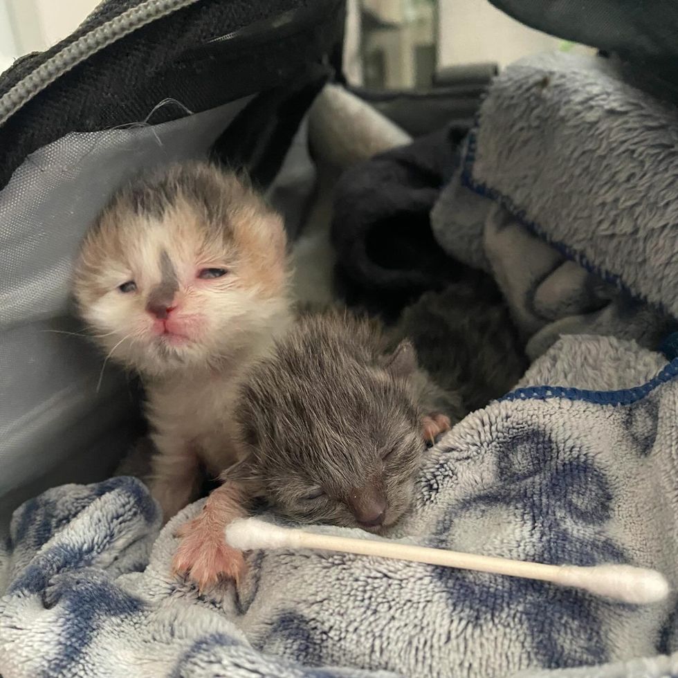 tiny kittens eyes open