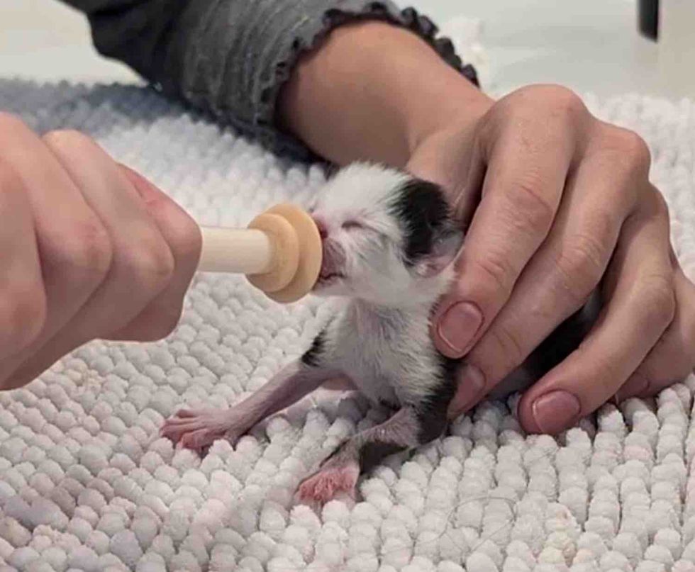 tiny newborn kitten feeding