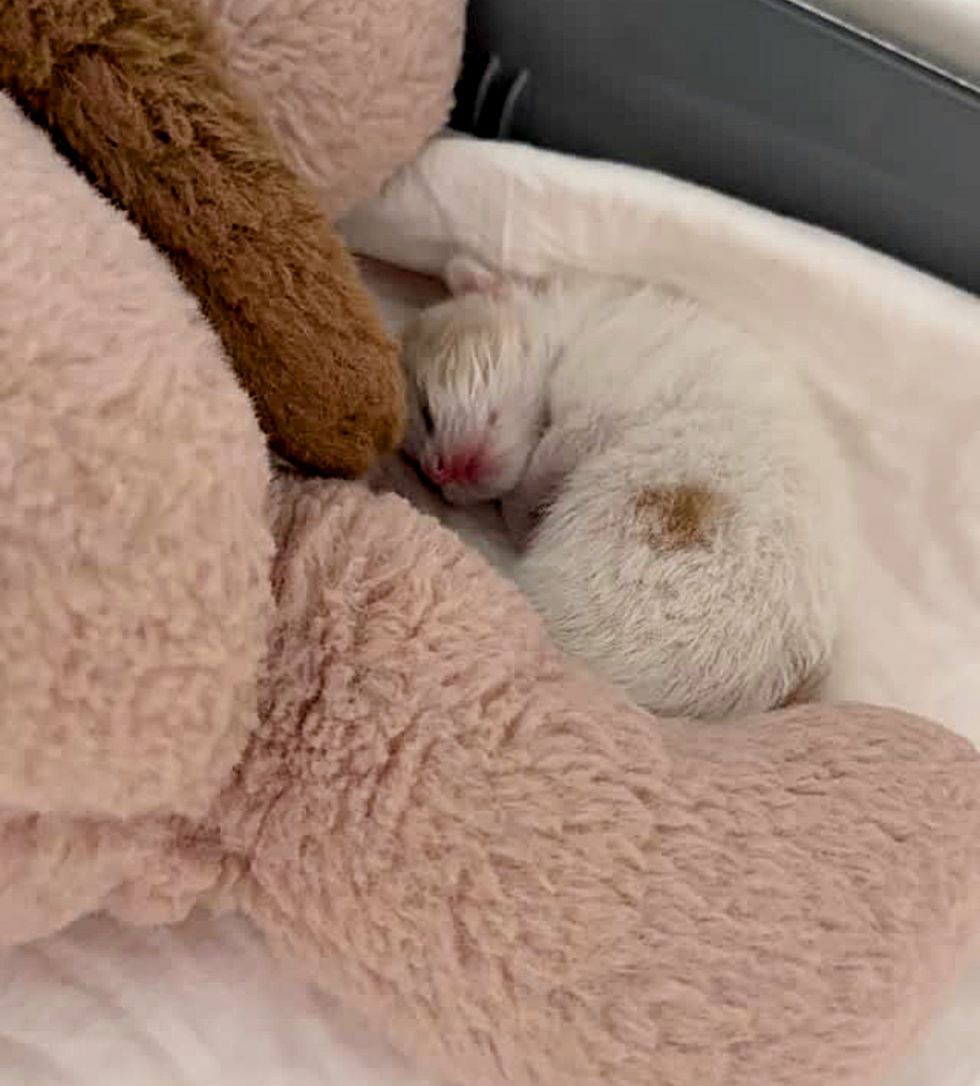 tiny newborn kitten sleeping