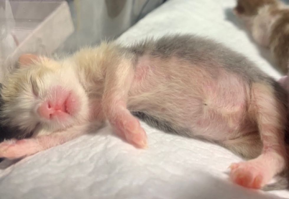 tiny, newborn kitten