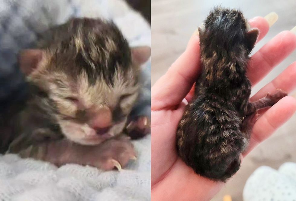 tiny newborn kitten