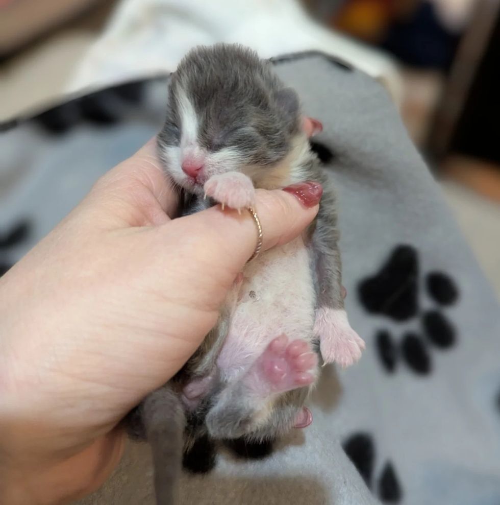 tiny newborn kitten