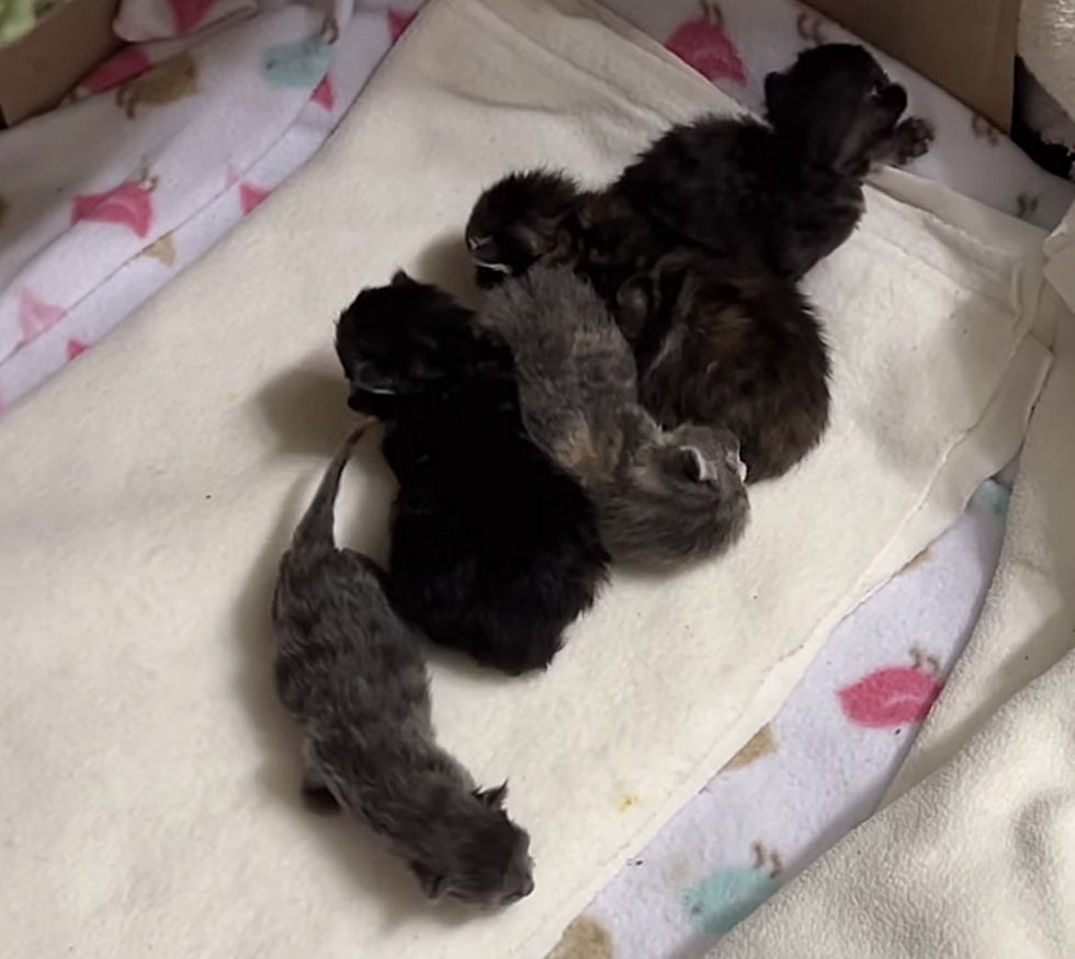 tiny newborn kittens