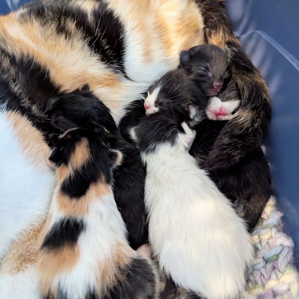 tiny newborn kittens
