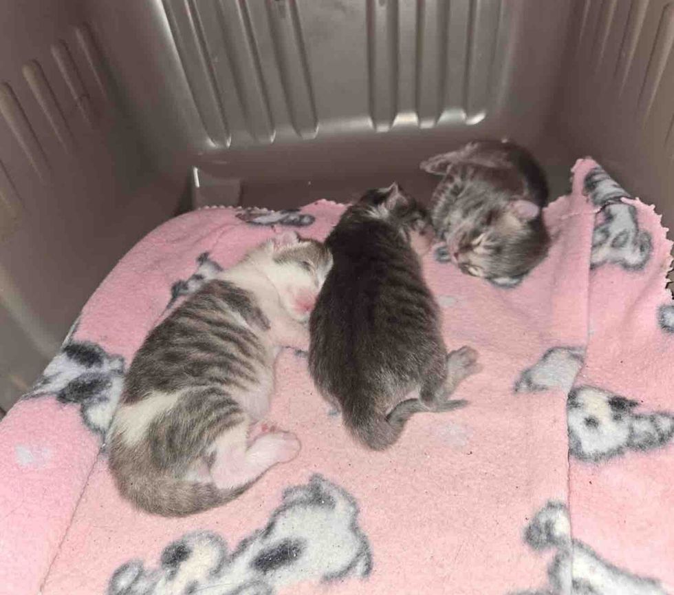 tiny newborn kittens