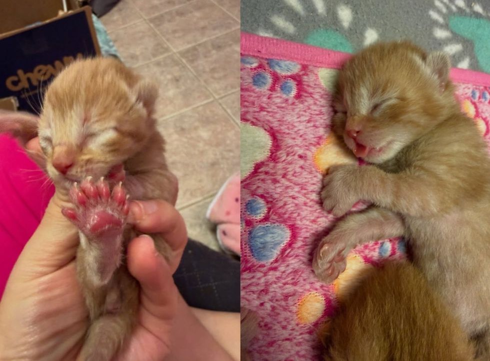 tiny newborn kittens