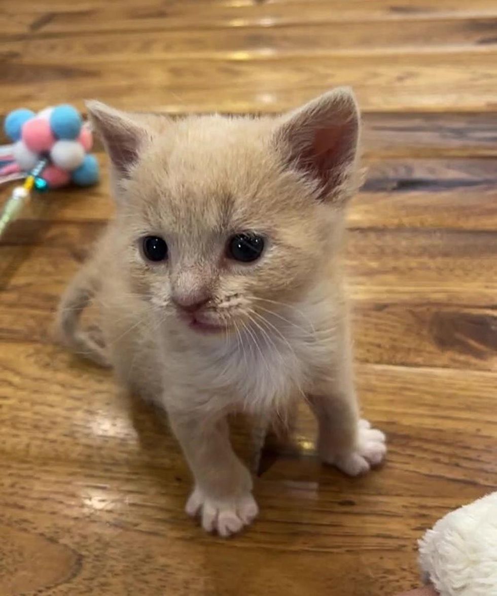 tiny playful kitten