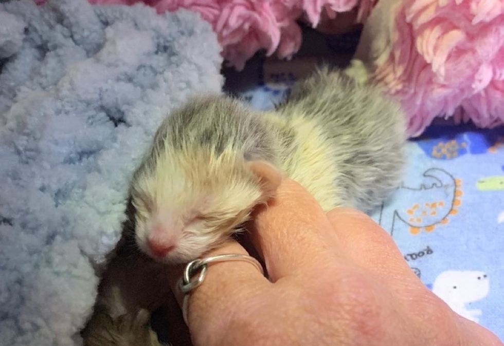 tiny, premature kitten