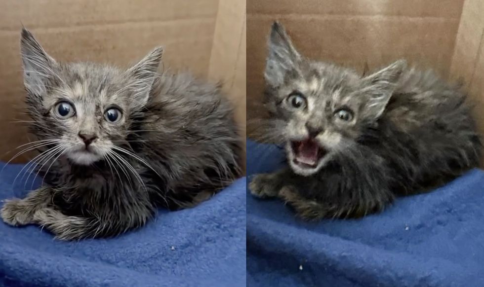 tiny rescue kitten