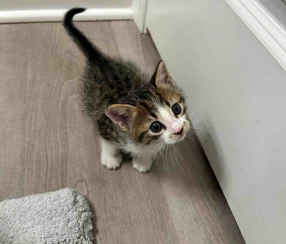 tiny stray kitten