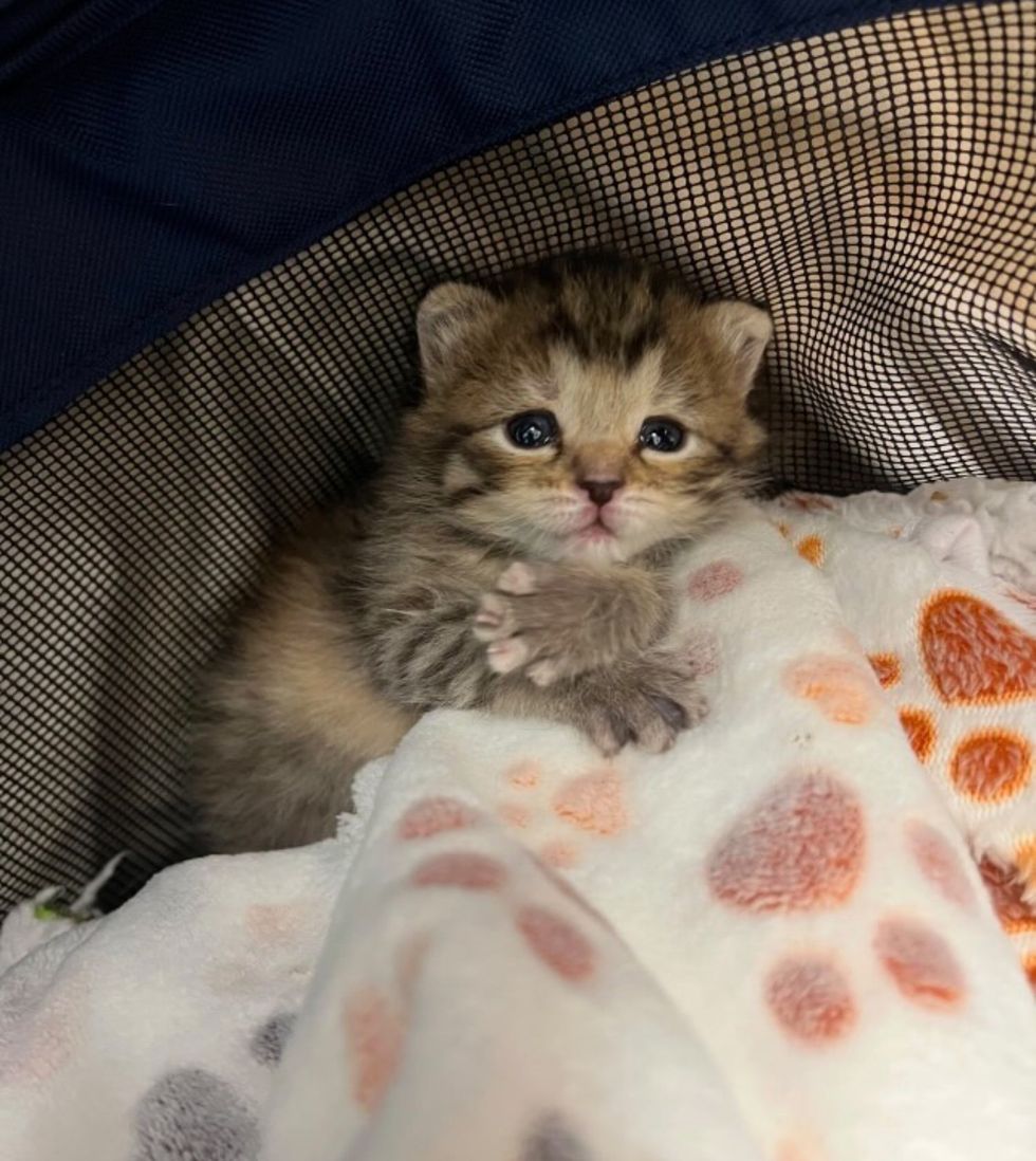 tiny tabby kitten cute