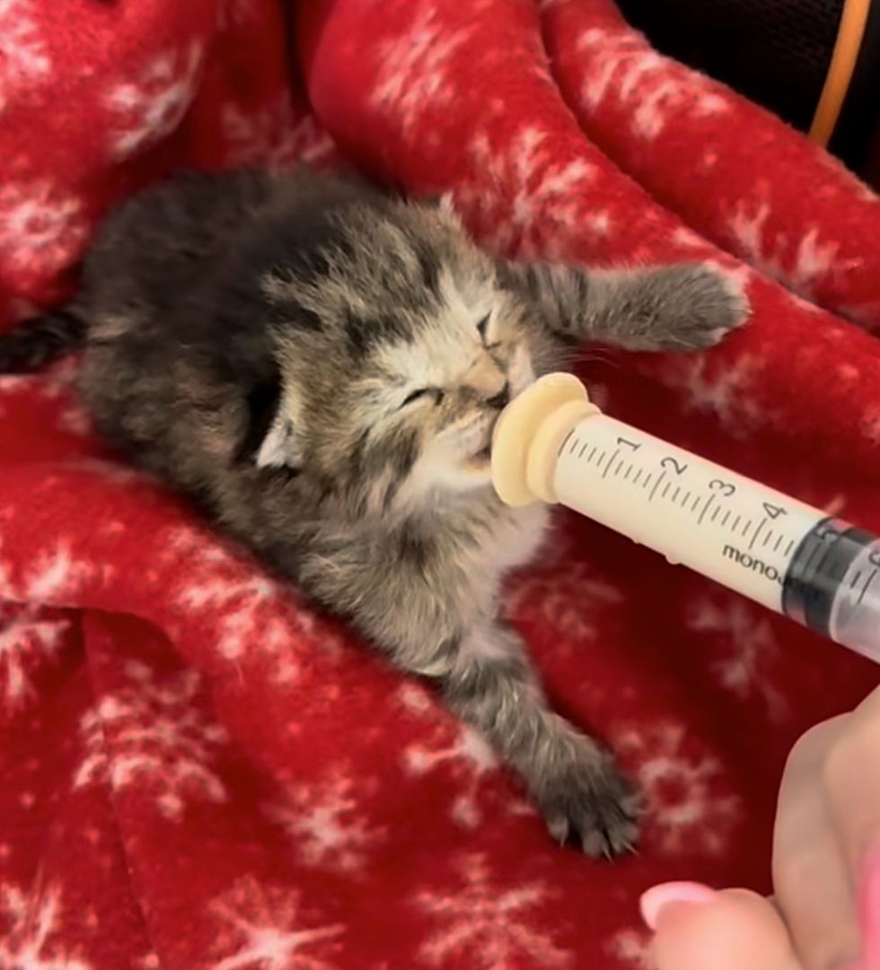 tiny tabby kitten feeding