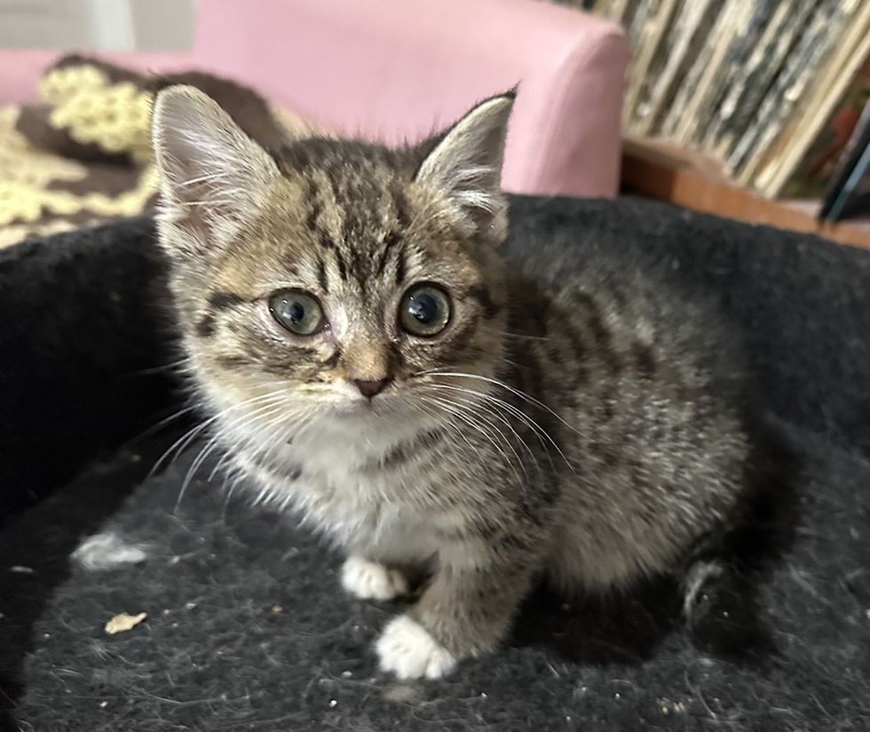 tiny tabby kitten fighter