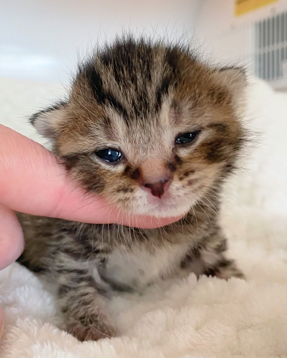 tiny tabby kitten