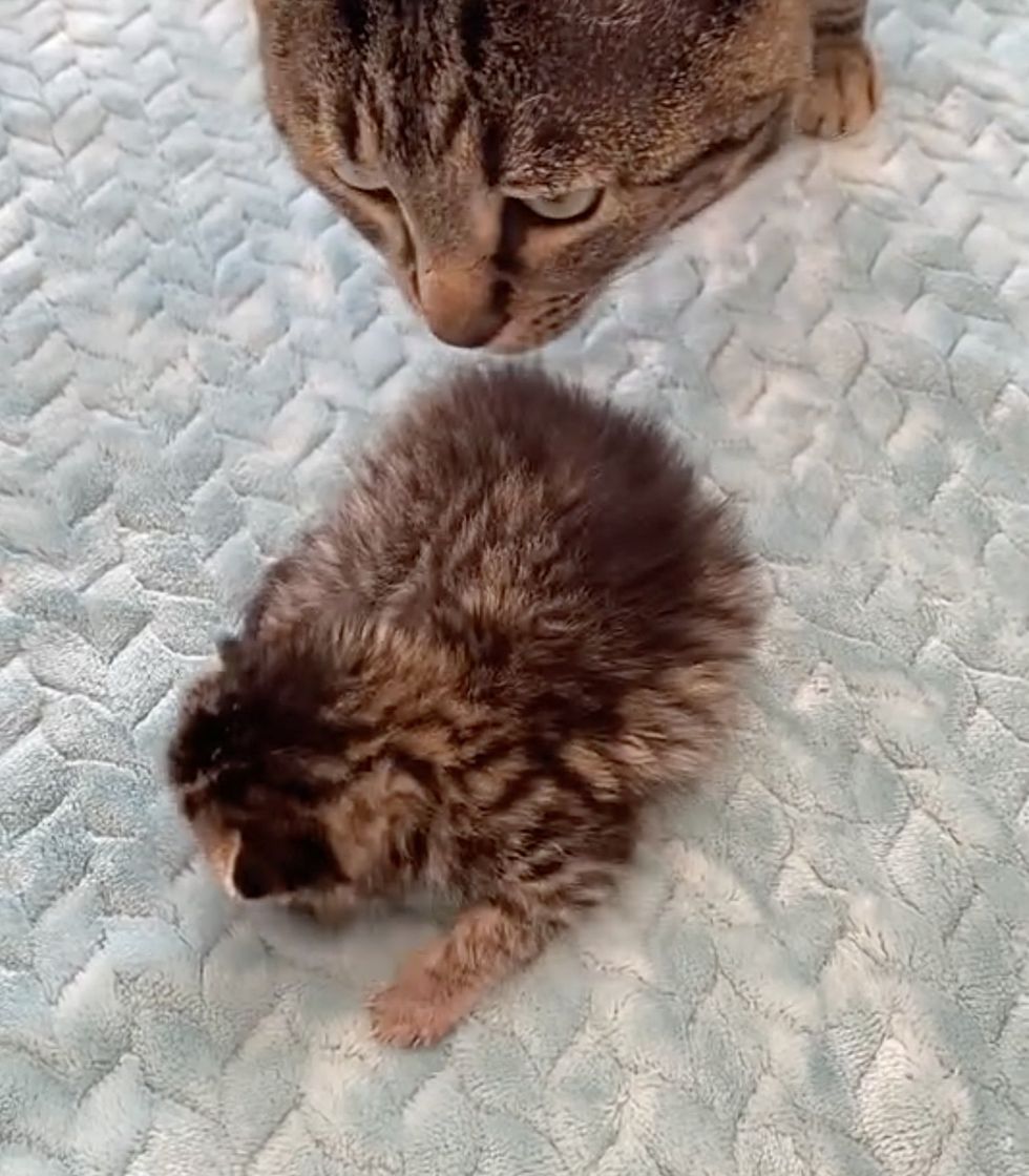 tiny tabby walking cat