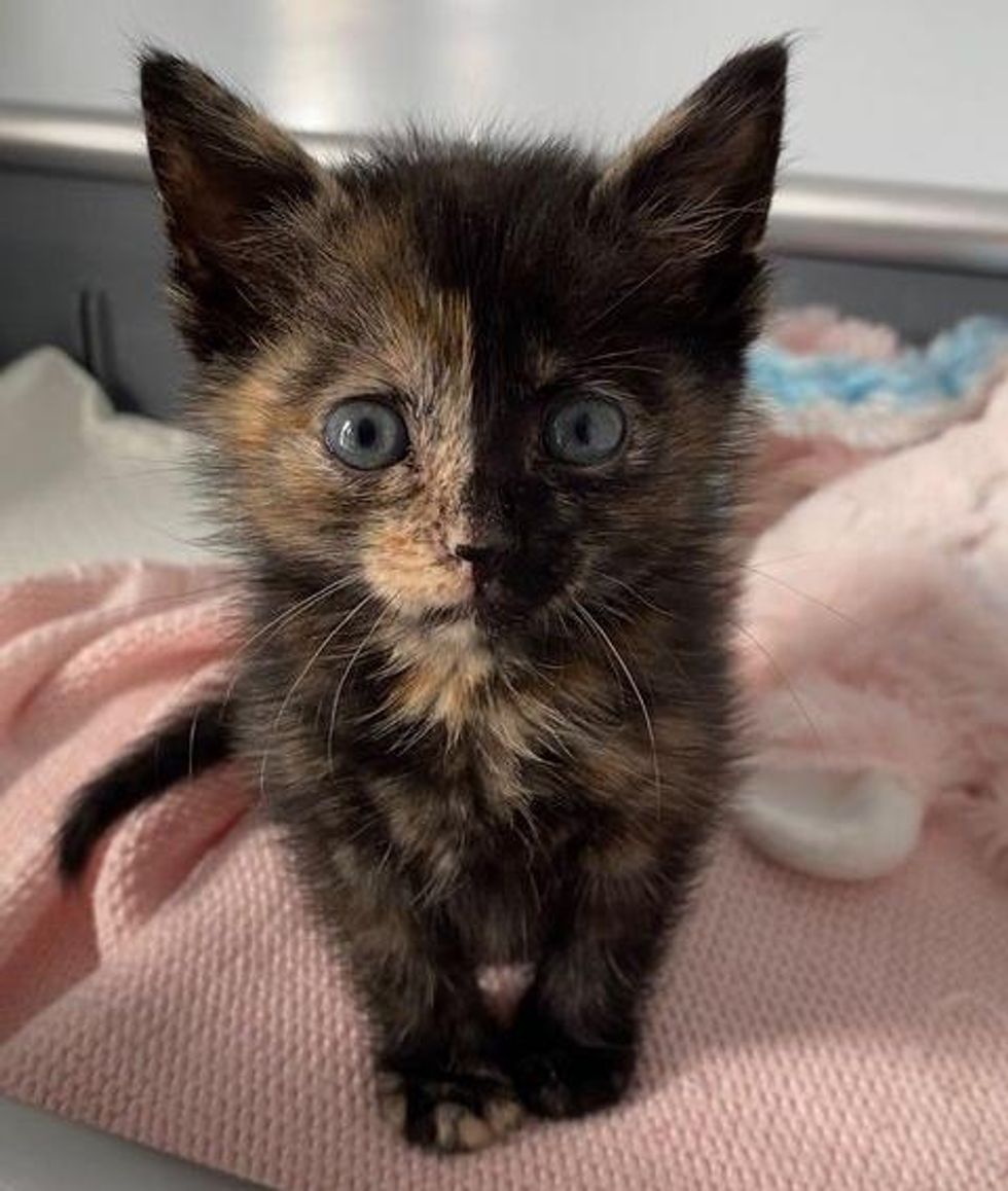 tiny tortie kitten face