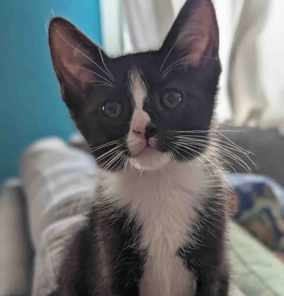 Tiny Tuxedo cat posing for the camera
