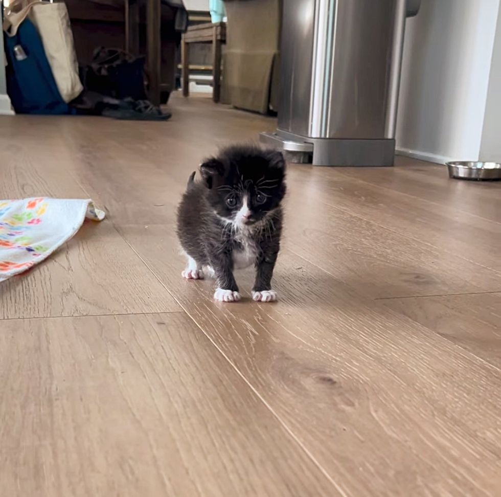 tiny tuxedo kitten feet