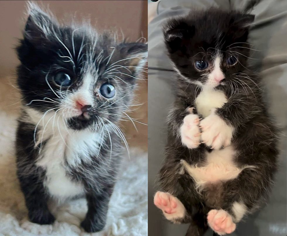 tiny tuxedo kitten lap cat