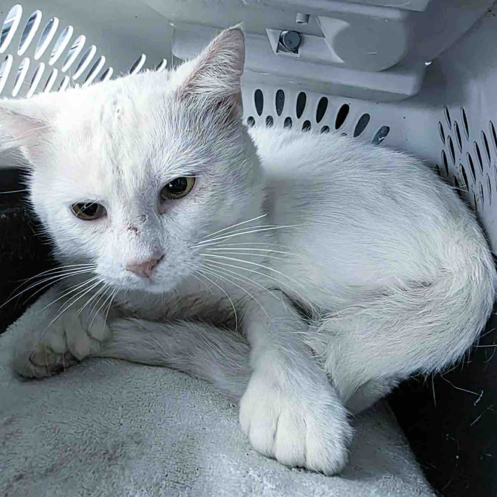 tomcat polydactyl paws