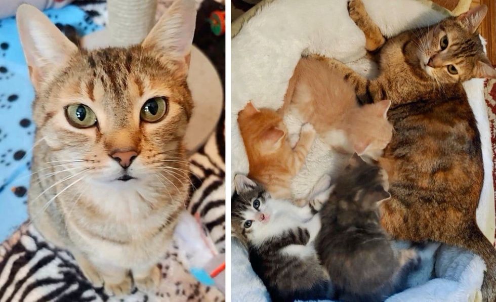 Toodles the cat, kittens