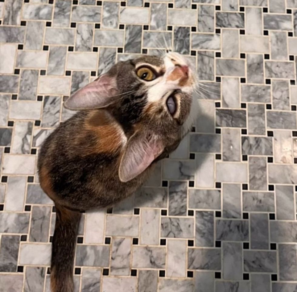 torbie cat beautiful